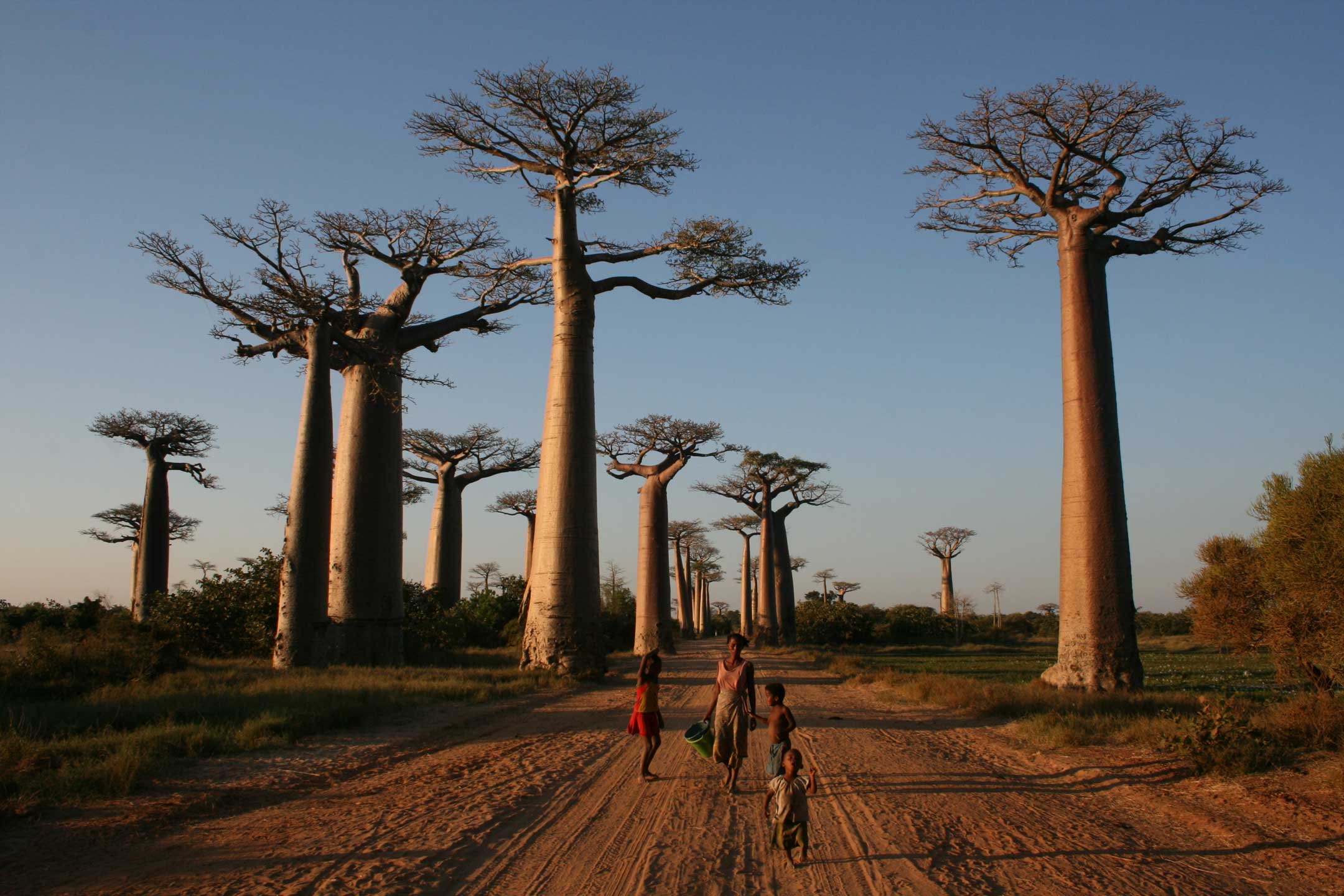 Tsingy – Baobab